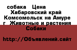 собака › Цена ­ 80 000 - Хабаровский край, Комсомольск-на-Амуре г. Животные и растения » Собаки   